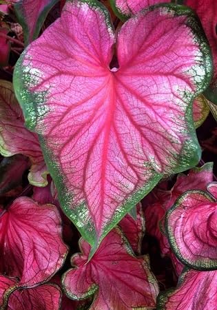 Generic Fresh 50 Stück Caladium Blumensamen zum Pflanzen von Pink 2 von Generic