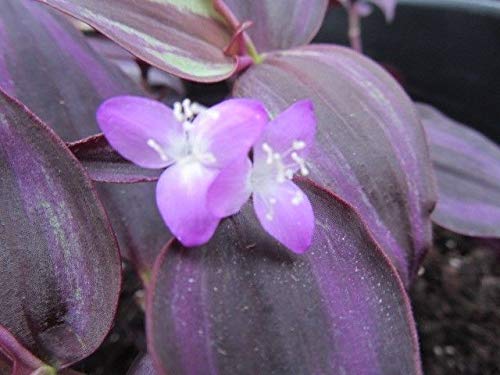 Generic Tradescantia Zebrina Pendula – Red Hill – Sukkulente – 4 x Talee e Radicata von Generic