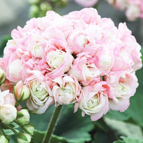 Generische frische 20 Stück Geranie Apfelblüte Blumensamen zum Pflanzen Baby Pink von Generic
