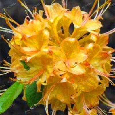 Generische frische 200 Stück Rhododendron-Blumensamen zum Pflanzen von Gelb von Generic