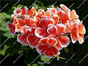 Germination Seeds: Colour 2: Calla, Calla Flowers, Real Calla Symbolizes Love, 2Seeds, Multi-Colour : Seeds Only Germination Seeds: Colour 2: Calla, Calla Flowers, Real Calla Symbolizes Love, 2Seeds, Multi-Colour : Seeds Only von Generic