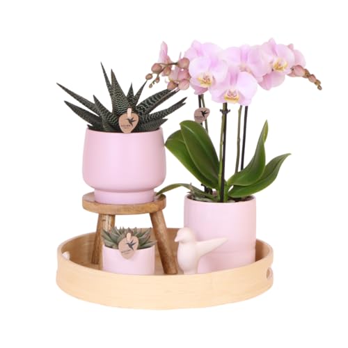 Sukkulente mit Rosa Phalaenopsis Orchidee in Simplicity Dekorative Töpfe Rosa auf Bambusplatte von Generic
