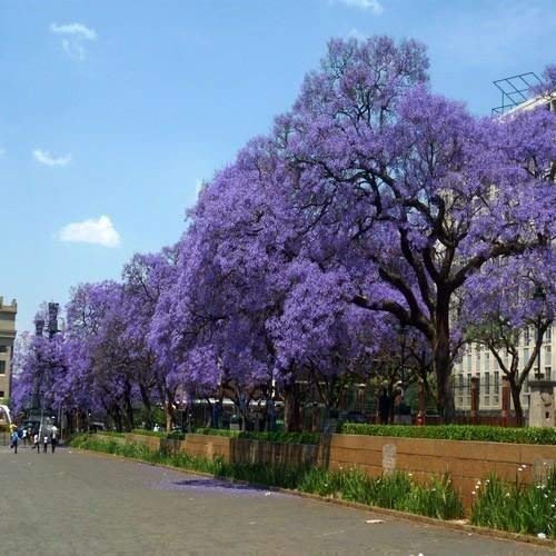 Halbblauer Jacaranda-Baum (Jacaranda mimosifolia) 120 + Semi von Generic