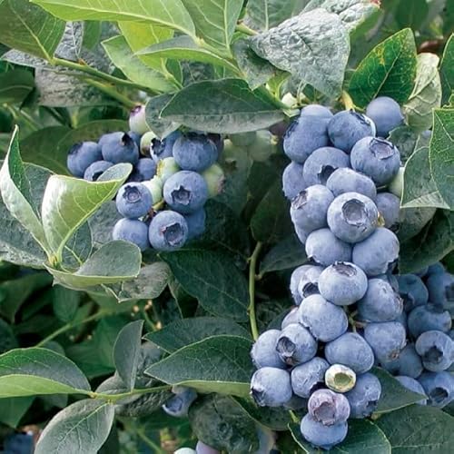 Heidelbeere 'Blue Gold' - Vaccinium corymbosum ‘Bluegold’ - 30-40, C von Generic