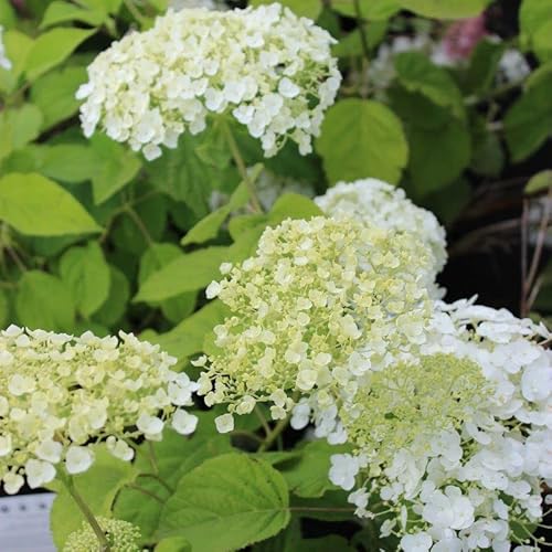 Hortensie 'Strong Annabelle' - Hydrangea arborescens 'Strong Annabelle'® PW - 30-50 cm Topf von Generic