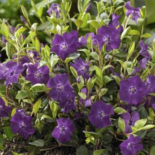 Immergrün - Vinca minor 'Atropurpurea' - 10-25cm - Ø9cm - 6 Stück Immergrün - Vinca minor 'Atropurpurea' - 10-25cm - Ø9cm - 6 Stück von Generic