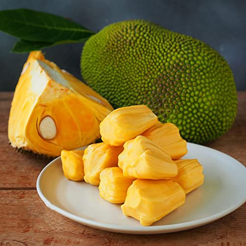 Jackfruit Samen Jackfrucht Frisch - ObstbäUme Bio Saatgut Obst Frisch - Bonsaibaum Zimmerbonsai Bonsai Obst Frisch Topfpflanzen DraußEn Winterhart SäUlenobstbäUme - 25 Seeds von Generic