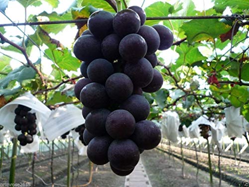 Japan Kyoho Grapes Aromatic Fragrant Flavor 20 Seeds: Only Seeds:Seeds Only Japan Kyoho Grapes Aromatic Fragrant Flavor 20 Seeds: Only Seeds:Seeds Only von Generic