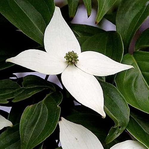 Japanischer Hartriegel - Cornus kousa 50-60 C - 50-60 cm Topf von Generic