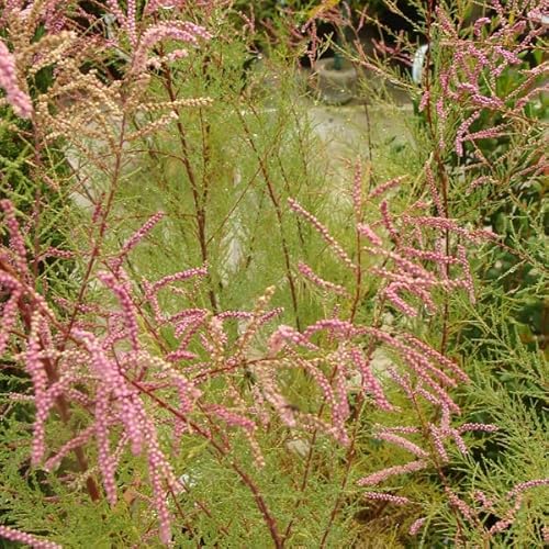 Kaspische Tamariske - Tamarix ramosissima 'Pink Cascade' 60-80 C - 60-80 cm Topf von Generic