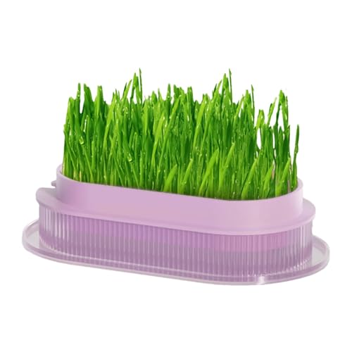 Katzen-Gras-Blumentopf, hydroponischer Blumentopf für Katzenrasen, transparente Hydrokulturschale für Katzengras, Kindergartentopf für zu Hause von Generic
