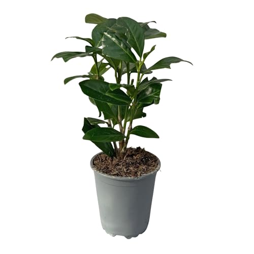 Kirschlorbeer - Prunus laurocerasus Novita - Heckenpflanzen - Blatt grün - 8 Pflanzen - 1 laufender Meter - immergrün - Topf 9cm Höhe 30-35cm von Generic