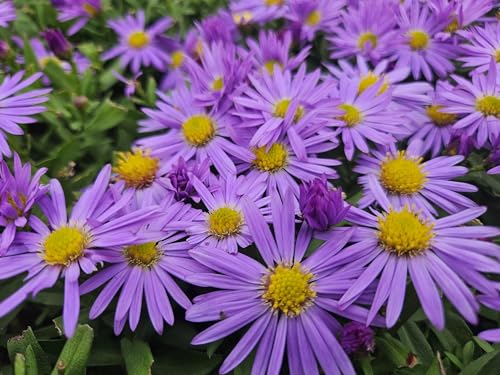Kissen-Aster - Aster (D) 'Prof. Anton Kippenberg' - 10-25cm - Ø9cm - 40 Stück von Generic
