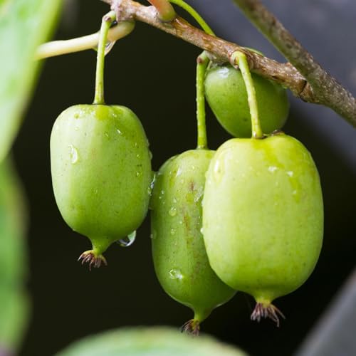 Kiwi - Actinidia arguta Issai - Obstpflanze - Grüne Frucht - 2 Pflanzen - Topf 11cm Höhe 40cm von Generic