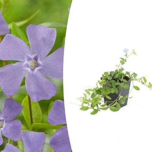 Kleines Immergrün - Vinca minor - 10-25cm - Ø9cm - 40 Stück Kleines Immergrün - Vinca minor - 10-25cm - Ø9cm - 40 Stück von Generic