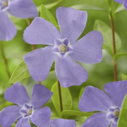 Kleines Immergrün - Vinca minor - 10-25cm - Ø9cm - 6 Stück Kleines Immergrün - Vinca minor - 10-25cm - Ø9cm - 6 Stück von Generic
