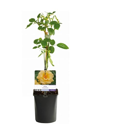 Kletterrose - Rosa Spring Queen - Gelbe Rose - Pflegeleicht - 2 Pflanzen - Topf 11cm Höhe 40cm Kletterrose - Rosa Spring Queen - Gelbe Rose - Pflegeleicht - 2 Pflanzen - Topf 11cm Höhe 40cm von Generic