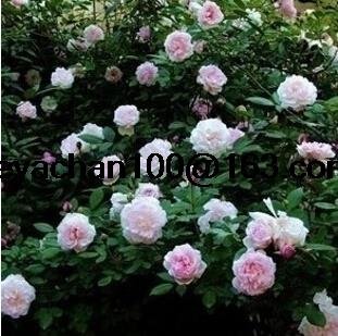 Kletterrosen Kletterrose Gartentopf 100 Blumensamen : Seeds Only Kletterrosen Kletterrose Gartentopf 100 Blumensamen : Seeds Only von Generic