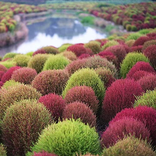 Kochia Scoparia Samen(Summer Cypress),Ziergras Samen Feuerbusch,Kletterpflanzen Winterhart Seltene Samen Balkon Gartenpflanzen Winterhart,100 Stück(Mehrfarbig) von Generic