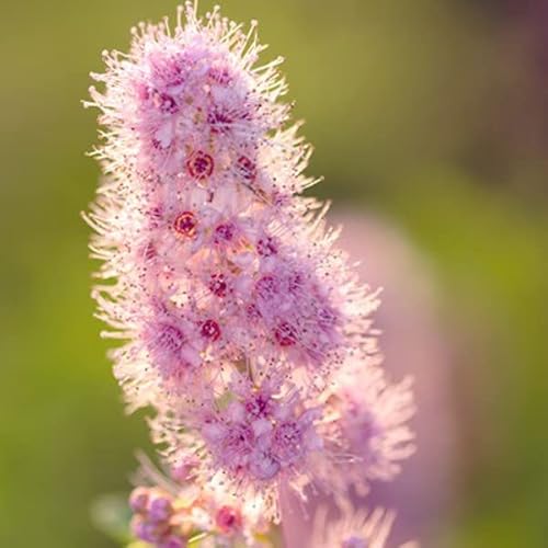 Kolbenspiere - Spiraea billardii 40-60 C - 40-60 cm Topf Kolbenspiere - Spiraea billardii 40-60 C - 40-60 cm Topf von Generic