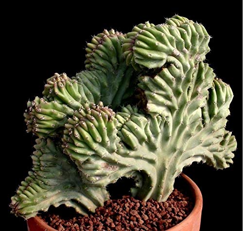 Lophocereus schottii Modulo Cristata * * Insolito Cactus Molto rara * 10 Semi Lophocereus schottii Modulo Cristata * * Insolito Cactus Molto rara * 10 Semi von Generic