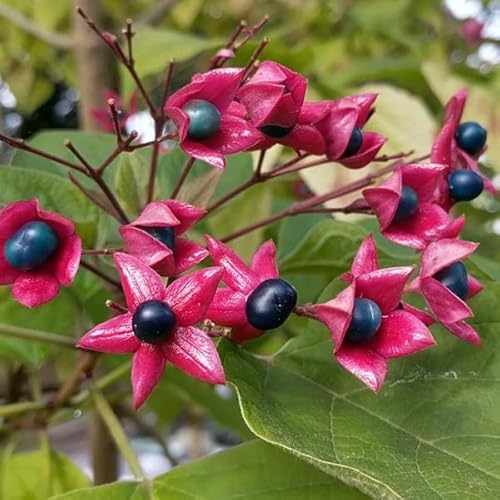 Losbaum - Clerodendrum trichotomum 40-50 C - 40-50 cm Topf von Generic