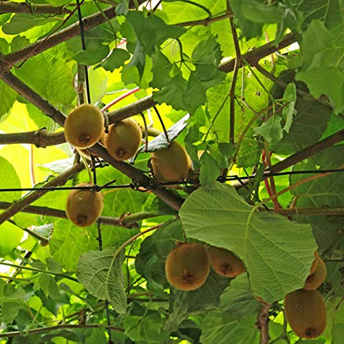 Mini Kiwi Samen - 50 Stück, Kiwibeeren Pflanze, Kiwibeere - Actinidia Chinensis - Geschenke Für Garten Winterharte Balkonpflanzen, Seltene Pflanzen Zimmerbonsai Bonsai, Bäume Garten Winterhart Samen von Generic