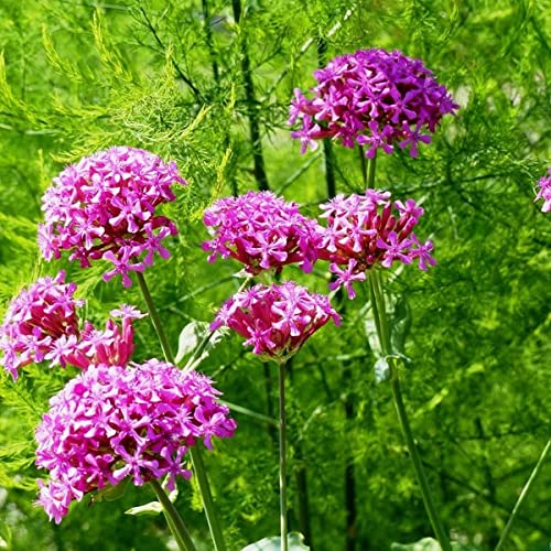 Moss Campion - Silene Orientalis 100 Biennial Perennial Flower Seeds:Seeds Only von Generic