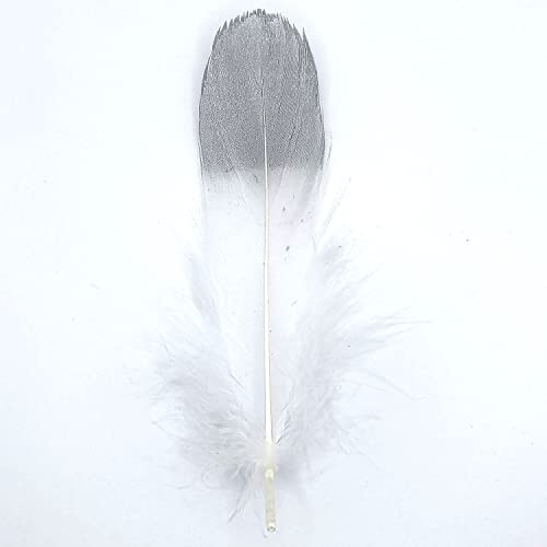 Natürliche Federn Gänsefedern, ca. 15-20 cm, 10 Stück, Weiß silberfarben - Kopper-24 Gans Schwanzfedern Schmuck Dekoration Bastelfedern für Hochzeit Karneval Party Deko Kostüme Natur Basteln von Generic