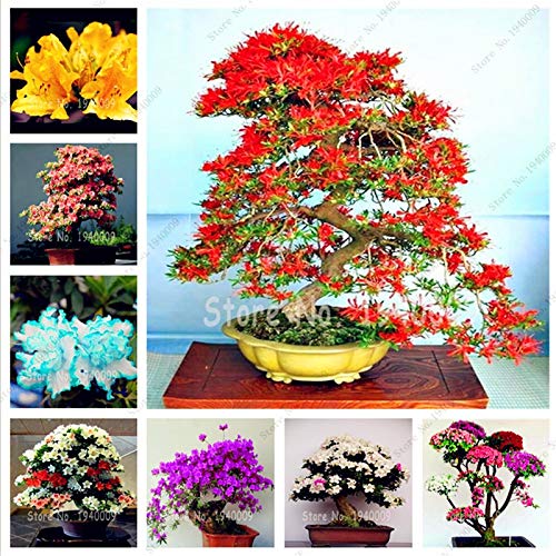 Neue 150pcs0 PC Azalee Blumensamen für schöne Gartenmischfarbe 3;seeds only von Generic