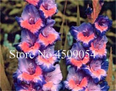 Neue 150pcs0 PC Gestreifte Gladiole Schwertlilie SEEDS für 5 gemischt Gartenarbeit;seeds only von Generic