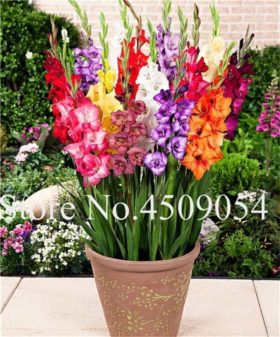Neue 150pcs0 PC Gestreifte Gladiole Schwertlilie Samen für die Gartenarbeit gemischt;seeds only von Generic