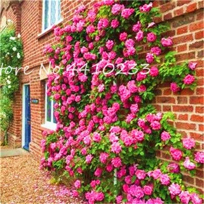 Neue 50 PC exotische Kletterrose Blumensamen für die Gartenarbeit rosa;seeds only Neue 50 PC exotische Kletterrose Blumensamen für die Gartenarbeit rosa;seeds only von Generic