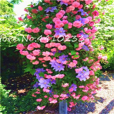 Neue 50 PC exotische Kletterrose Blumensamen für die Gartenarbeit rosa 6;seeds only Neue 50 PC exotische Kletterrose Blumensamen für die Gartenarbeit rosa 6;seeds only von Generic