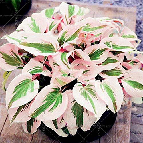 Neue halbe Hosta mit 200 Stück für einen schönen Garten in der Farbe Verde Rosa Chiaro von Generic