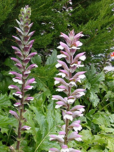 New Fresh 15 semi di piante di Acanthus mollis von Generic