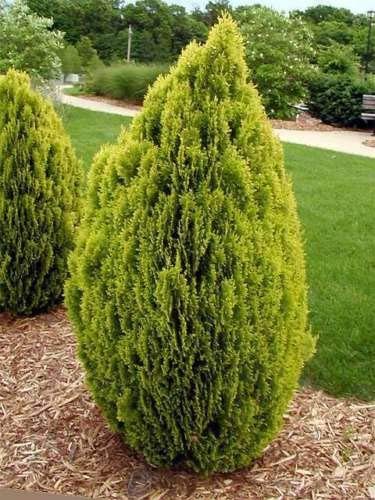 New Fresh 15pcs Green Thuja Orientalis plants: Only Seeds Not A Live Plants von Generic