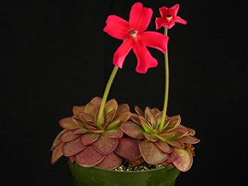 New Fresh 5pcs Red laueana Butterwort Semi di fiori von Generic