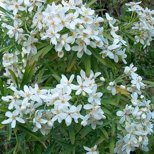 Orangenblume 'Aztec Pearl' - Choisya 'Aztec Pearl' 40-50 C - 40-50 cm Topf von Generic