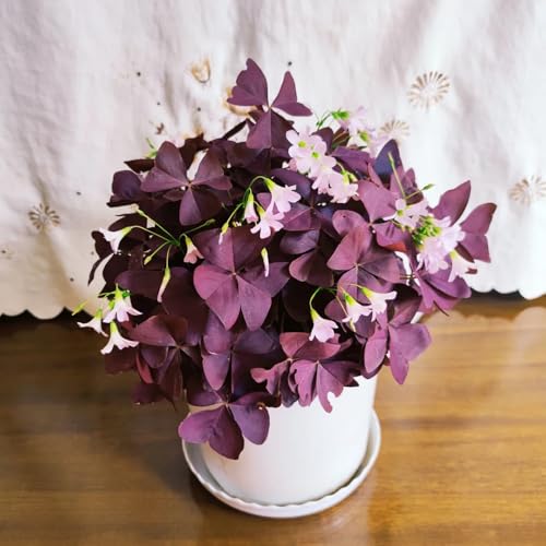 Oxalis Triangularis Zwiebeln- gartendeko für draußen、SchöNe Topfpflanze zimmerpflanzen、fensterbank deko pflanztopf、pflanzen winterhart draußen garten deko、ausgefallene geschenke bonsai 10pcs von Generic