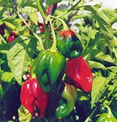 PEPE, SEMI habeCile pepe, HEIRLOOM, ORGANICI 100 semi, PICCANTE GRANDE FR:Seeds Only von Generic