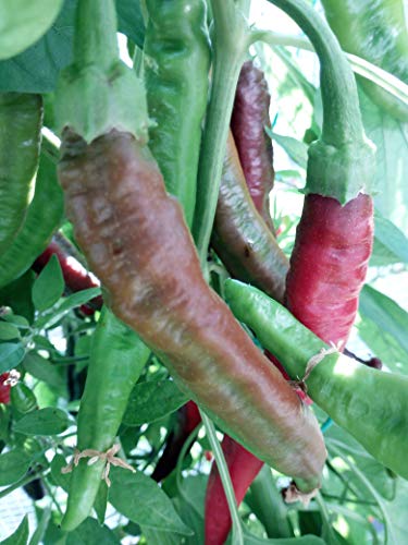 PEPERONCINO VERATO-PIMENTON DE LA Vera von Generic