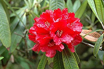 Pacchetto semi: 8 Seeds - Rhododendron Arboreum Grande Rosso:Seeds only von Generic