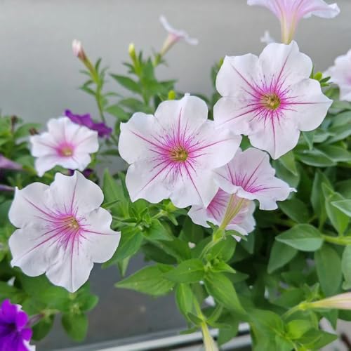 Petunien samen - indoor garten gartenblumen bodendecker blumensamen dekopflanzen bonsai topf blumen samen mehrjährig winterhart gewächshaus balkon wildblumensamen balkonpflanzen 300pcs Petunien samen - indoor garten gartenblumen bodendecker blumensamen dekopflanzen bonsai topf blumen samen mehrjährig winterhart gewächshaus balkon wildblumensamen balkonpflanzen 300pcs von Generic