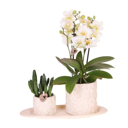 Pflanzenset - Weiße Phalaenopsis Orchidee Lausanne und Sukkulente inkl. Keramik-Ziertöpfe auf weißem organischen Tablett Pflanzenset - Weiße Phalaenopsis Orchidee Lausanne und Sukkulente inkl. Keramik-Ziertöpfe auf weißem organischen Tablett von Generic