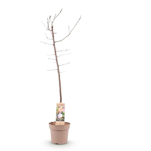 Pflaumenbaum – Prunus domestica 'Opal' – ca. 90 cm hoch – Topf Ø21 cm – gelb-rote Früchte – selbstfruchtend & ertragreich – Obstbaum für Garten & Terrasse von Generic