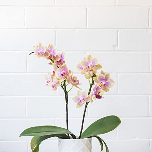 Phalaenopsis Samen,Schmetterling Orchidee,Orchideen Samen Kaufen,Blumensamen,Flowers,Deko Blumen, Wildblumensamen,Bonsai Samen,Bodendecker Winterhart, 600 Saatgut(Gelb) von Generic