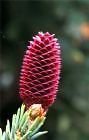 Picea likiangensis LIKIANG Spruce Seeds Pack of 5 : Seeds Only von Generic