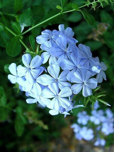 Plumbago auulata 2 Piante Giovani in 9 cm Vasi dal Taglio von Generic