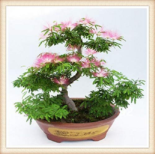 Portal Cool 20: Seltene Calliandra Bonsai, giapponische halb Calliandra Bonsai Regno Unito Stock von Generic